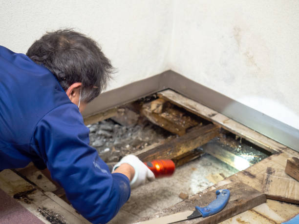 Best Emergency Mold Removal  in Fairmont, WV