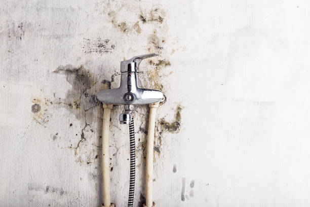 Best Fast Mold Removal  in Fairmont, WV