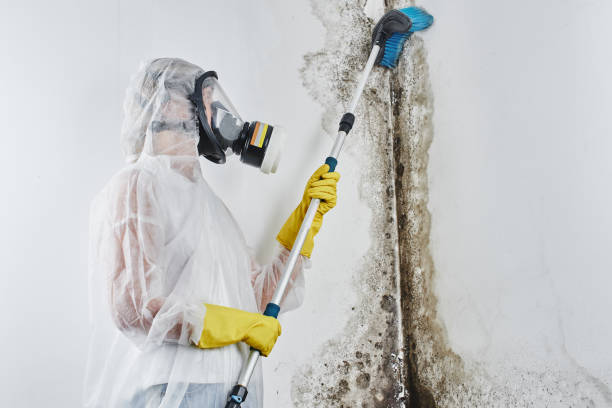 Best Water Damage Restoration  in Fairmont, WV
