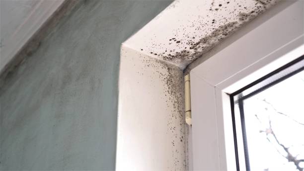 Best Attic Mold Removal  in Fairmont, WV