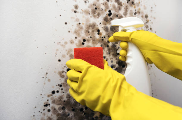 Best Toxic Mold Removal  in Fairmont, WV