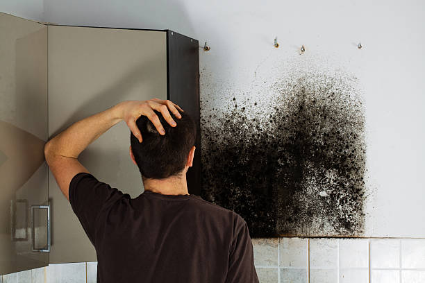 Reliable Fairmont, WV Mold Removal Solutions